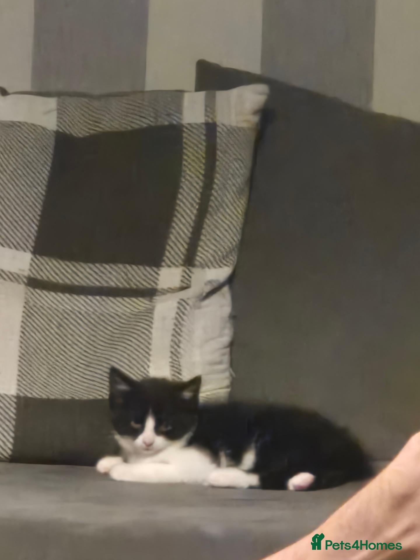 Mixed Breed cats 2x 10 week old kittens  - Advert 1