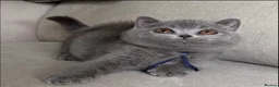 British Shorthair cats for sale: ✨ GCCF BEAUTIFUL KITTENS ✨ - Advert 22