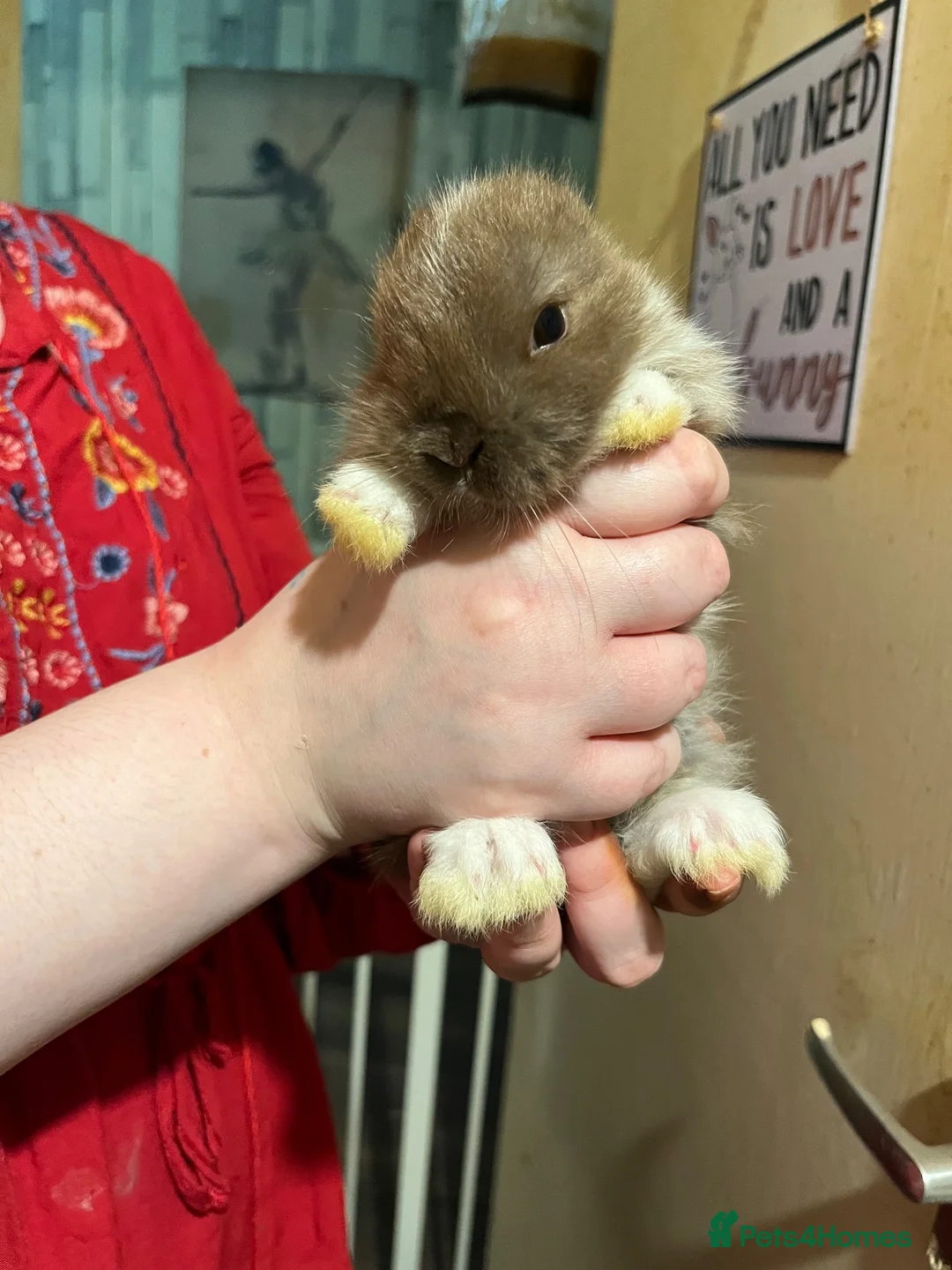 Netherland Dwarf rabbits for sale: Netherland Dwarf / Minilop in Altrincham - Advert 4