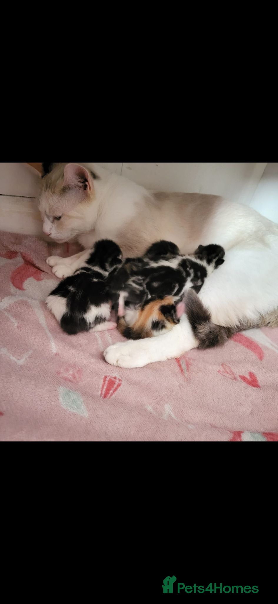 Mixed Breed cats Stunning bi-colour kittens - Advert 2