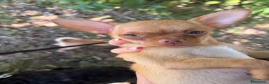Chihuahua 1