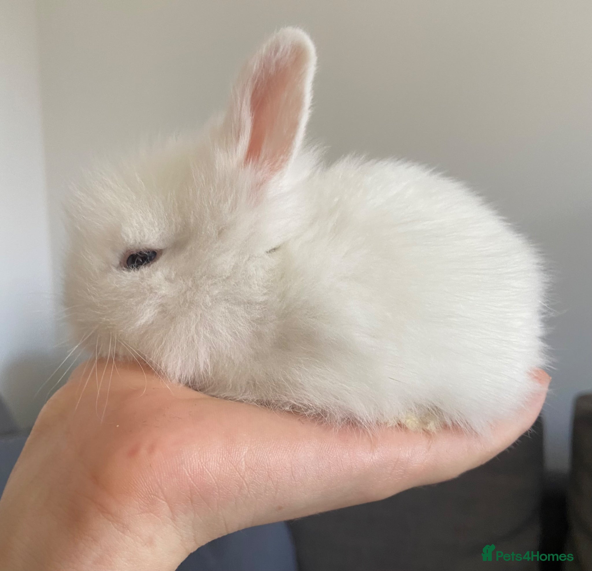 Lionhead rabbits Lion head bunnies  - Advert 1