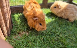 Guinea Pig rodents for sale: John & Casey bonded brothers - Image 2