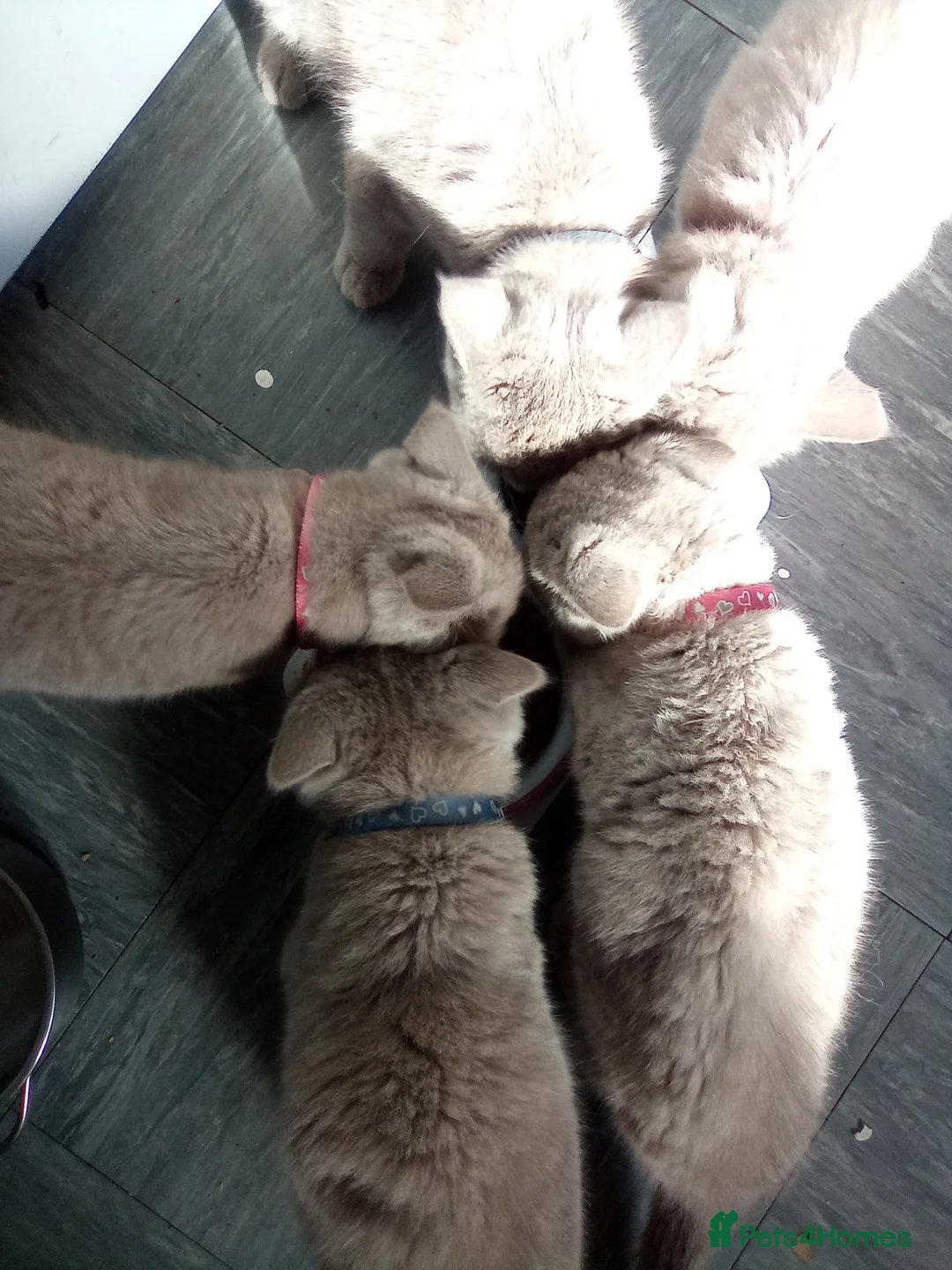 British Shorthair cats for sale: Stunning lilac British shorthair kittens - Advert 5