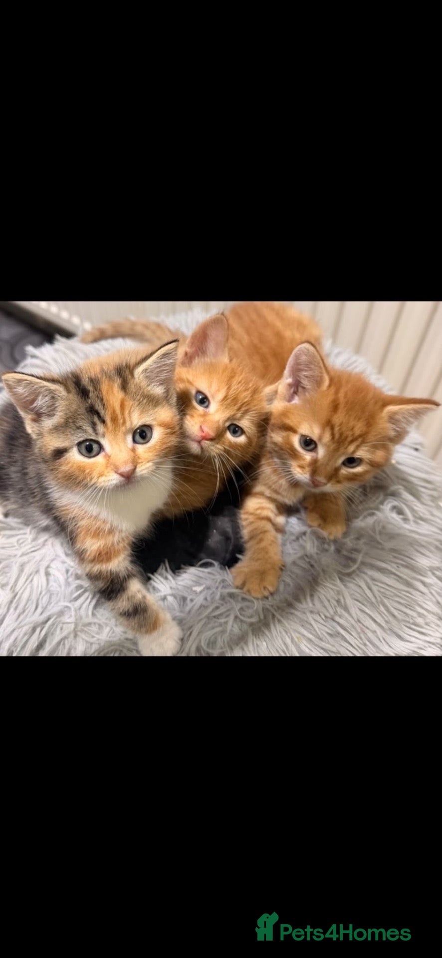 Mixed Breed cats 3 GORGEOUS KITTENS - Advert 7