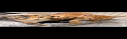 Mixed Breed cats for sale: 3 GORGEOUS KITTENS - Advert 1