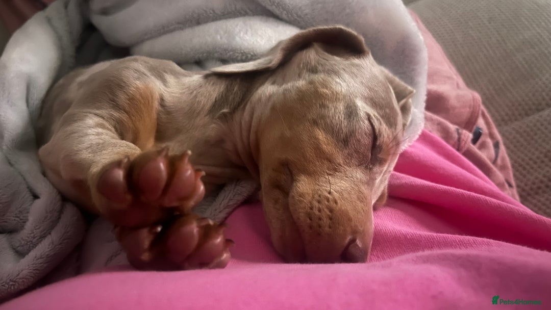 Miniature Dachshund dogs for stud: KC Reg Minature Isabella tan dachshund, For Stud  in Southampton - Advert 7