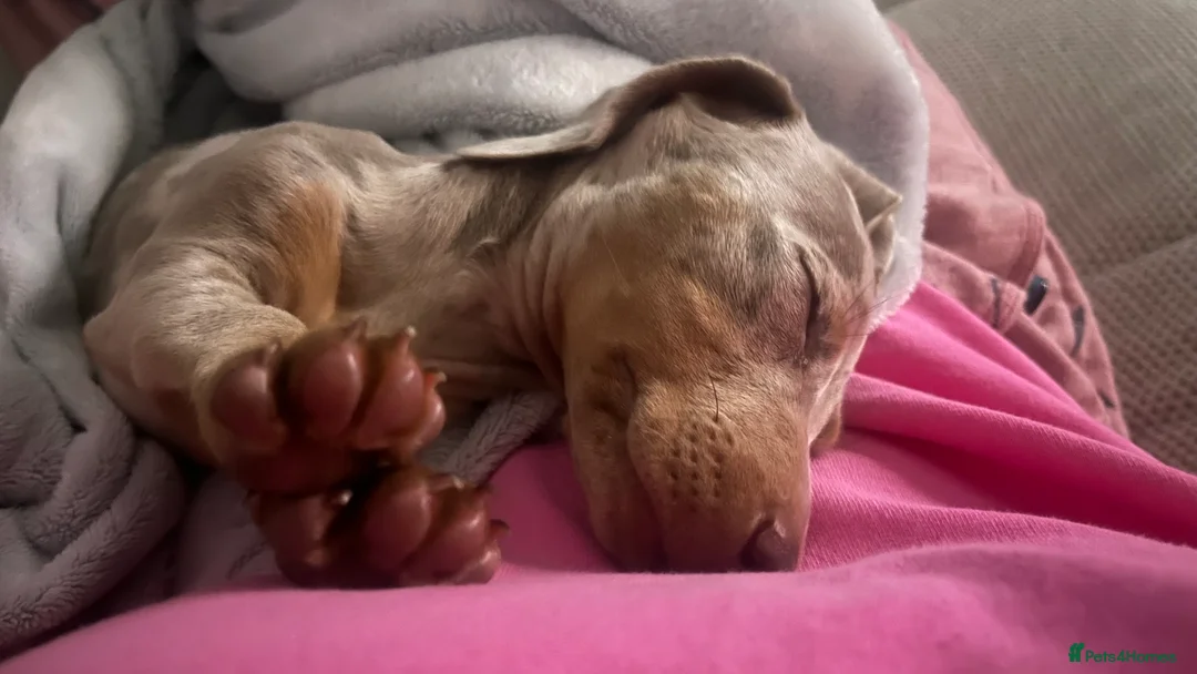 Miniature Dachshund dogs for stud: KC Reg Minature Isabella tan dachshund, For Stud  in Southampton - Advert 7