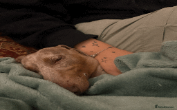 Miniature Dachshund dogs for sale: Buddy - Image 11