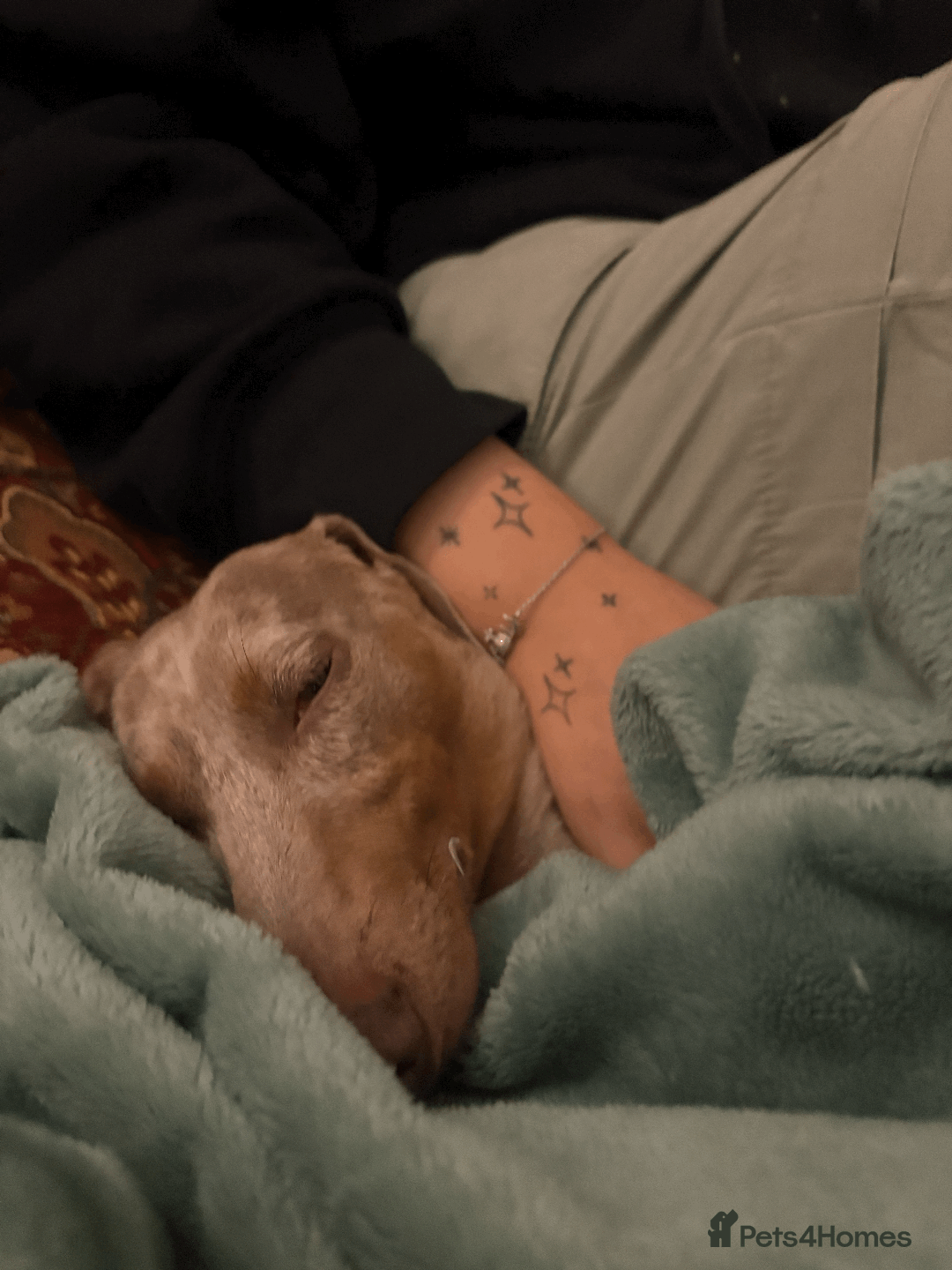 Miniature Dachshund dogs for sale: Buddy - Image 11