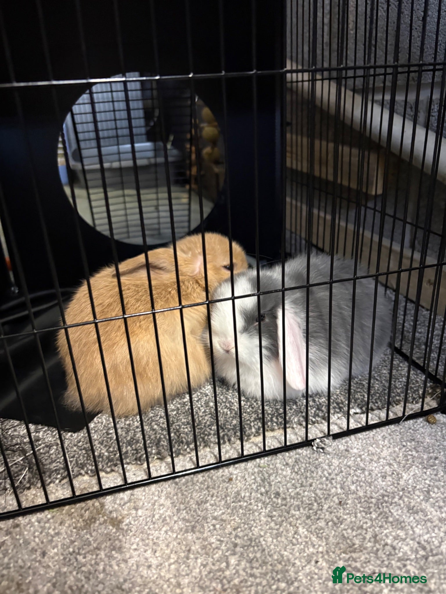 Mini Lop rabbits 2 x Male Mini Lops - Advert 1