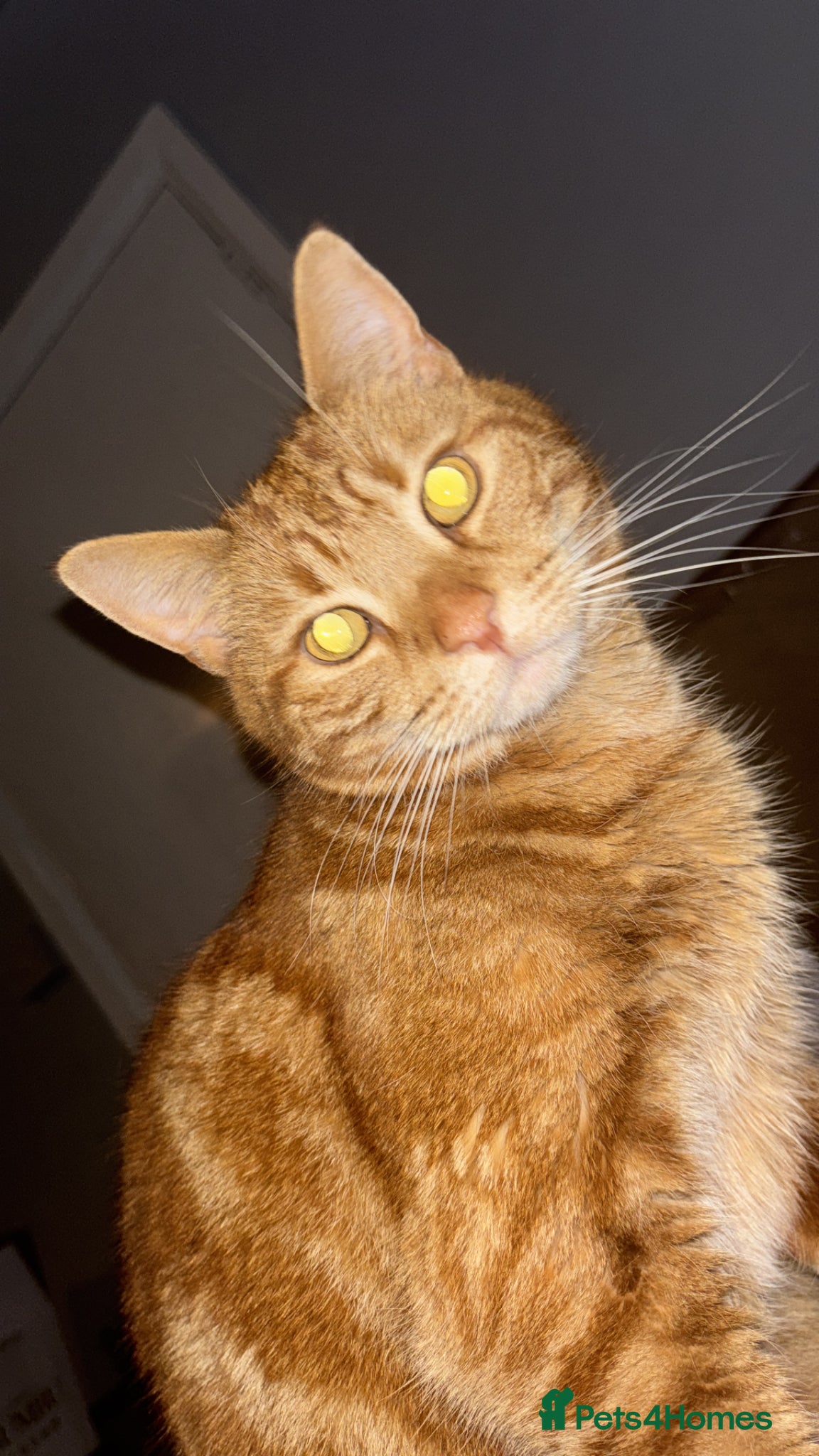 British Shorthair cats  **  ginger male cat - Advert 2