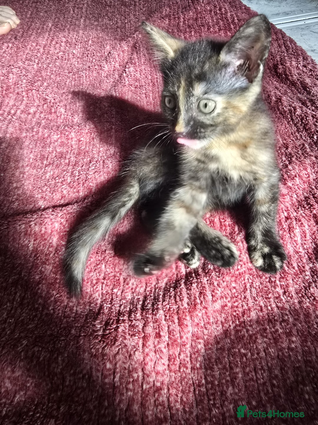 Mixed Breed cats for sale: Beautiful kittens  - Image 23