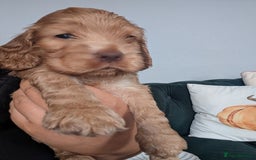Cocker Spaniel dogs for sale: 🐾pedigree Show cocker spaniel🐾 - Image 12