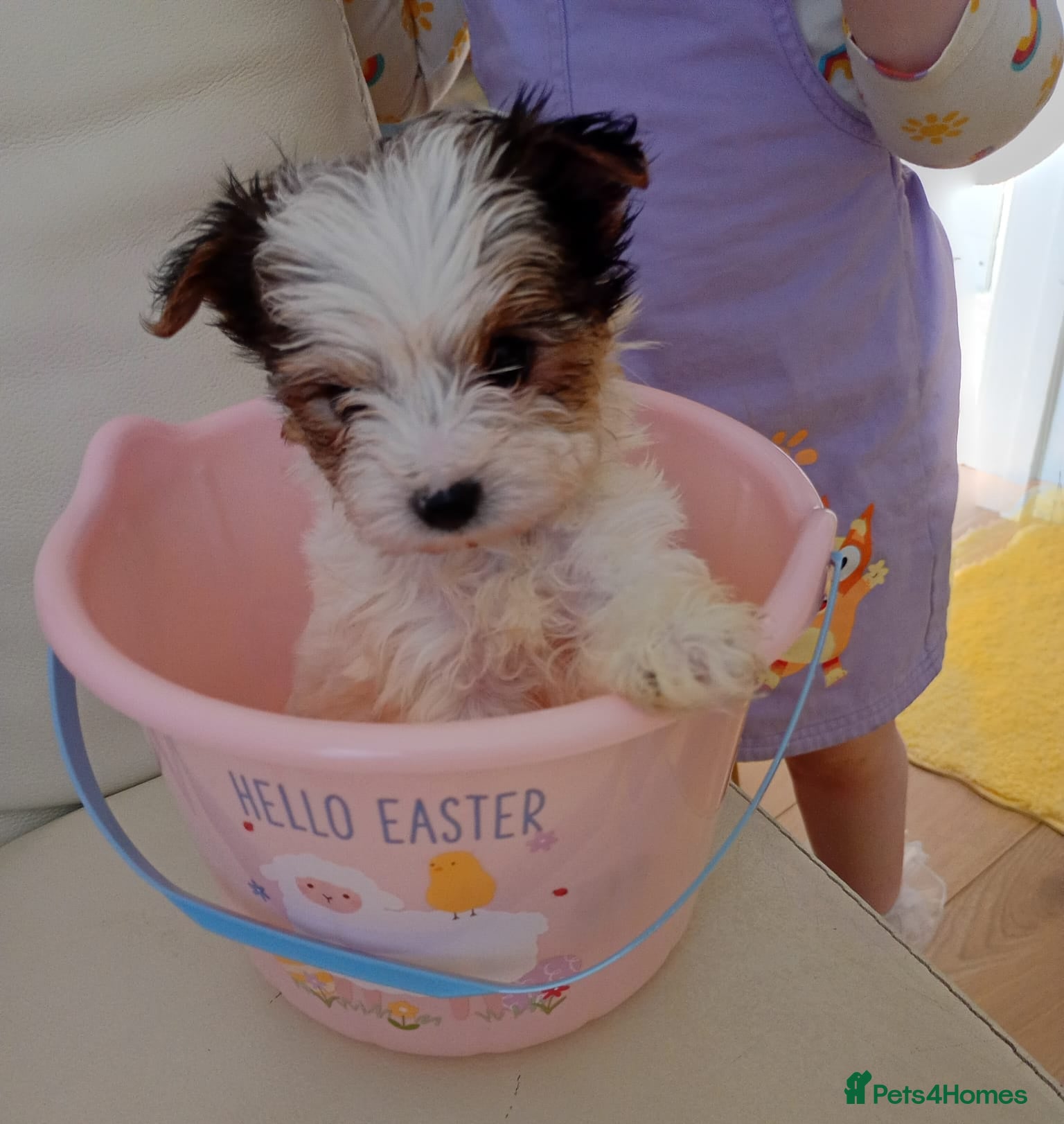 Yorkshire Terrier dogs Yorkshire pups for sale  - Advert 11