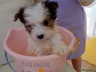 Yorkshire Terrier dogs Yorkshire pups for sale - Advert 11