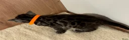 Bengal cats for sale: Pedigree Tica Bengal Kittens - Advert 10