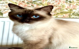 Ragdoll cats for sale: Ragdoll Kittens ready now* - Image 13