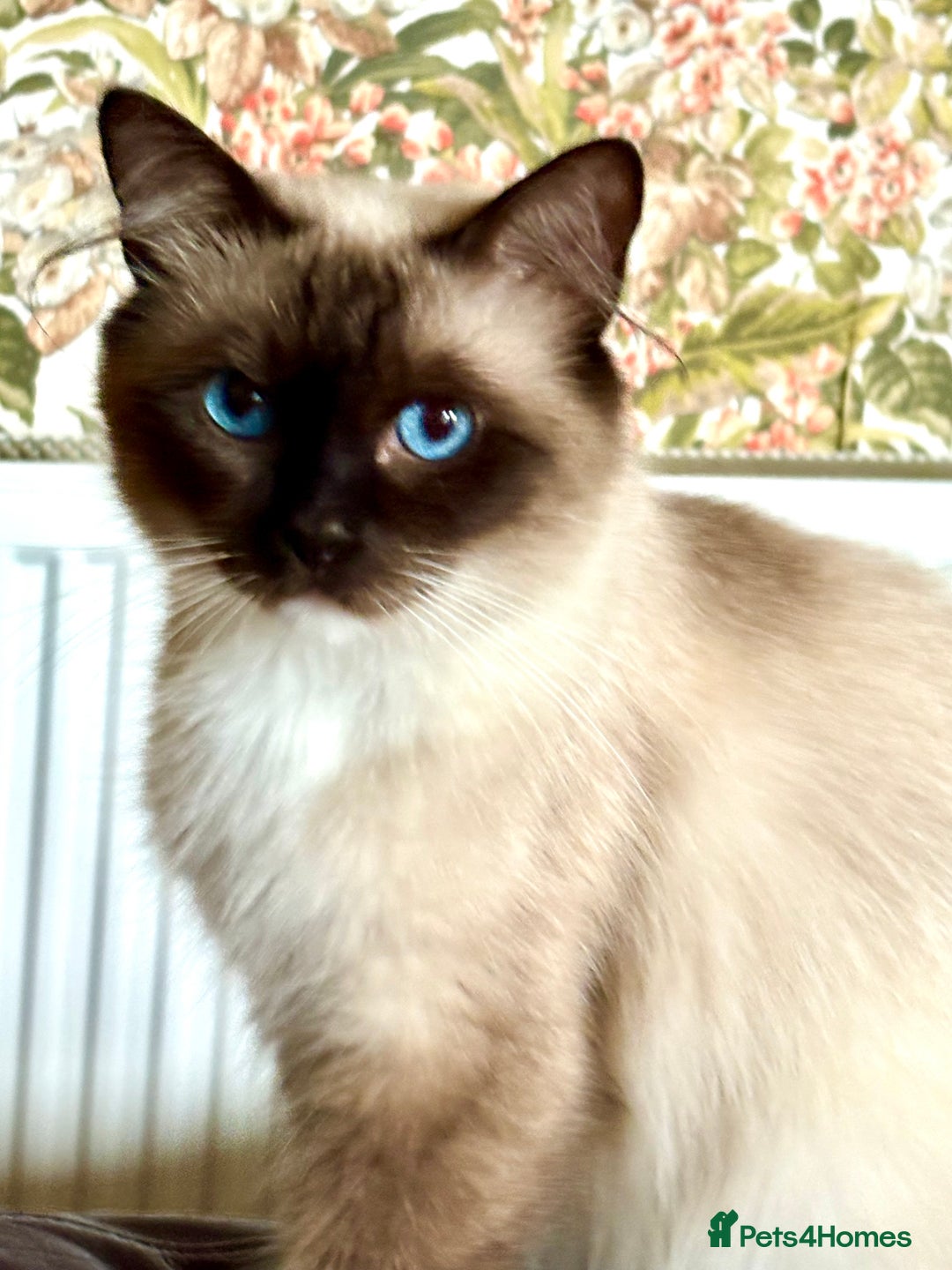 Ragdoll cats for sale: Ragdoll Kittens ready now* - Image 13