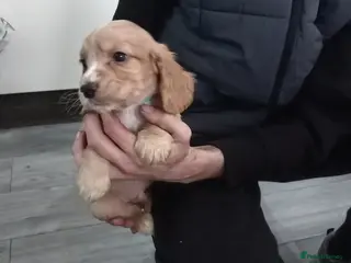 Cocker Spaniel dogs Kc cocker spaniel puppies - Advert 2