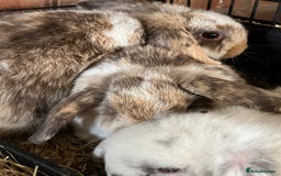 Mini Lop rabbits for sale: Mini Lop Baby Boys - Image 26