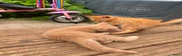 Mixed Breed cats for sale: 3 kittens for sale ready now - Advert 7
