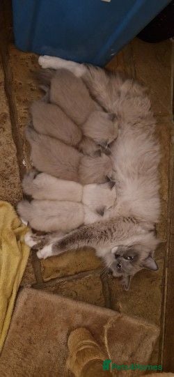 Ragdoll cats Ragdoll kittens awaiting their forever homes - Advert 1