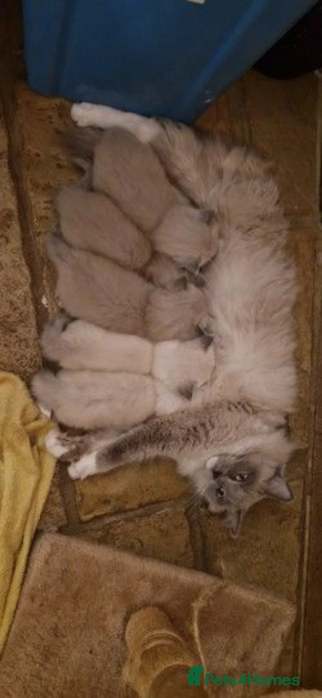Ragdoll cats for sale: Ragdoll kittens awaiting their forever homes in Cheddar - Advert 1