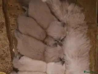 Ragdoll cats Ragdoll kittens awaiting their forever homes - Advert 18