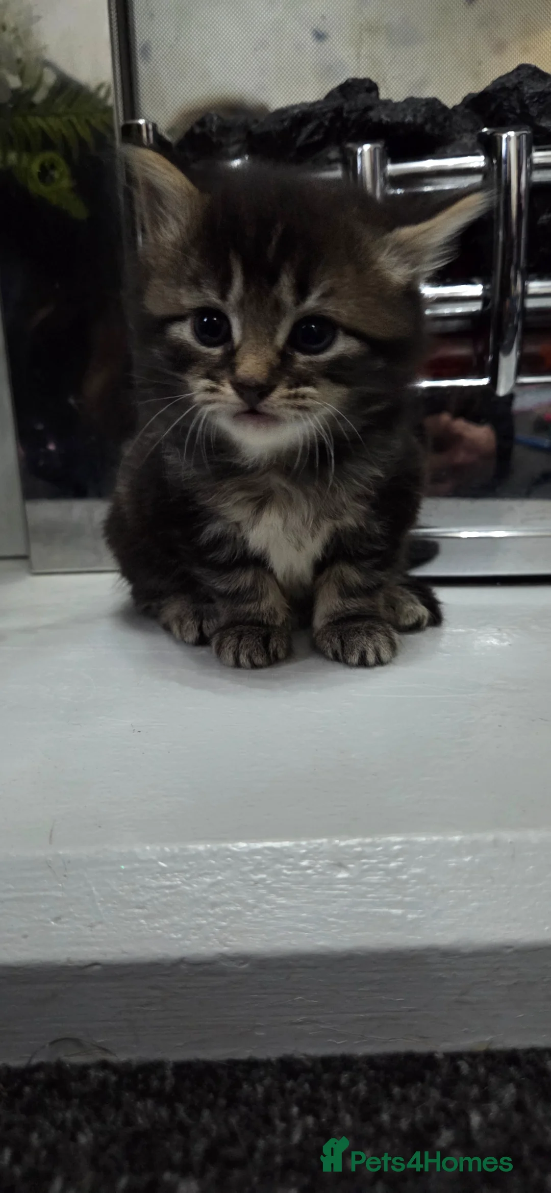 Mixed Breed cats for sale: Female domestic short-haired kittens - Advert 2