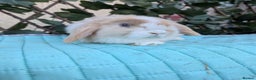 Mini Lop rabbits for sale: Pure mini lop babies  - Advert 22