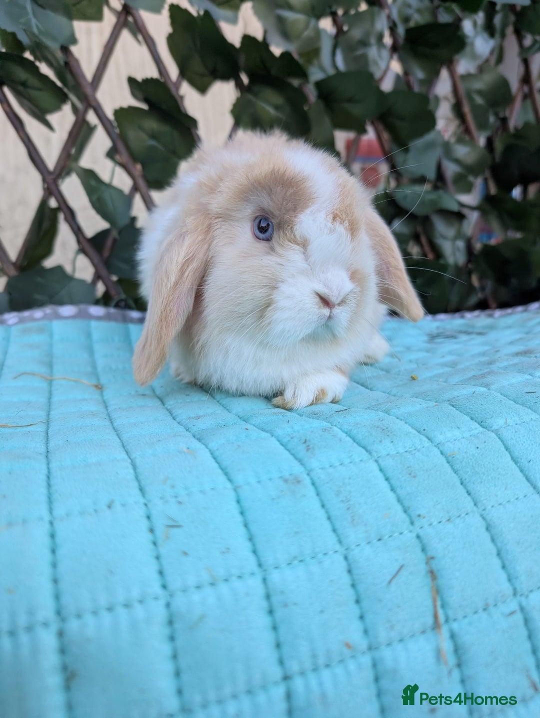 Mini Lop rabbits for sale: Pure mini lop babies  - Advert 22