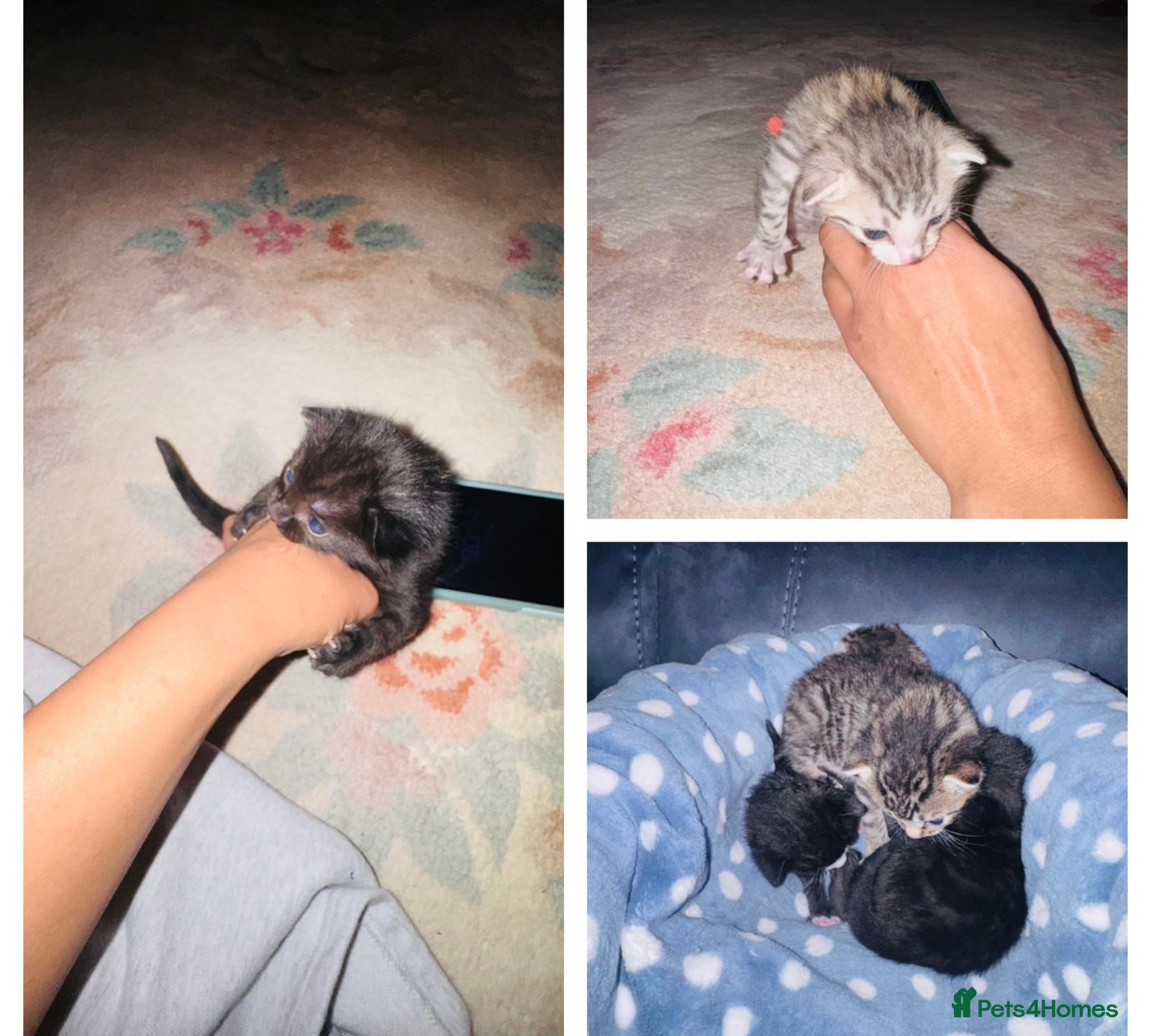 Mixed Breed cats Half Bengal kittens  in Liverpool - Advert 10