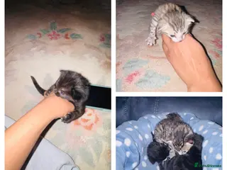 Mixed Breed cats Half Bengal kittens in Liverpool - Advert 1