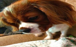 Cavalier King Charles Spaniel dogs for sale: Stunningly beautiful Cavalier King Charles Puppies - Advert 1