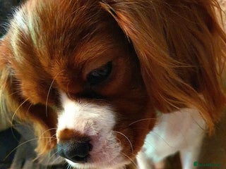 Cavalier King Charles Spaniel dogs for sale: Stunningly beautiful Cavalier King Charles Puppies - Advert 1