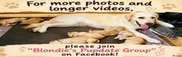 Golden Retriever dogs for sale: KC Registered Goldens Raised In Our Family Home - Advert 21