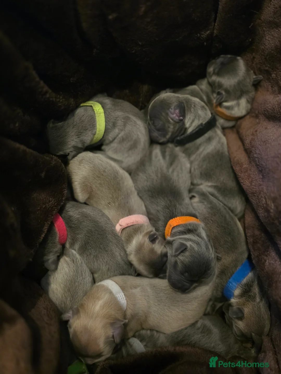 French Bulldog dogs for sale: Gorgeous French Bull Dog Puppies in Blackburn - Advert 1