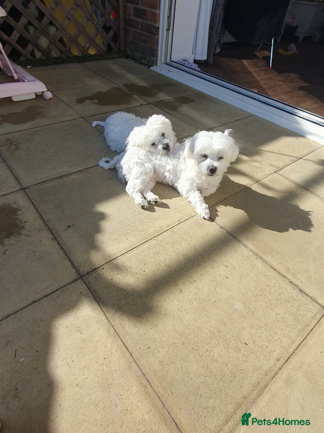 Maltese dogs for stud: Maltese in Ingatestone - Advert 16