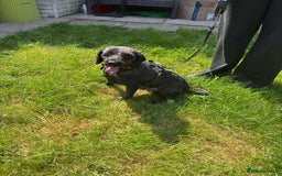 Cockapoo dogs for sale: Male cockapoo - Image 3