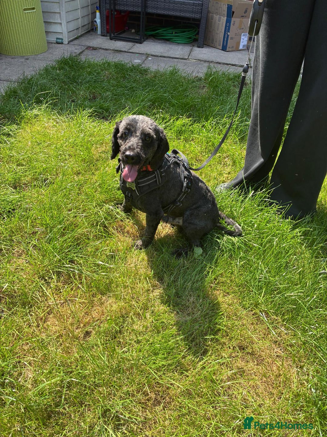 Cockapoo dogs for sale: Male cockapoo - Image 3