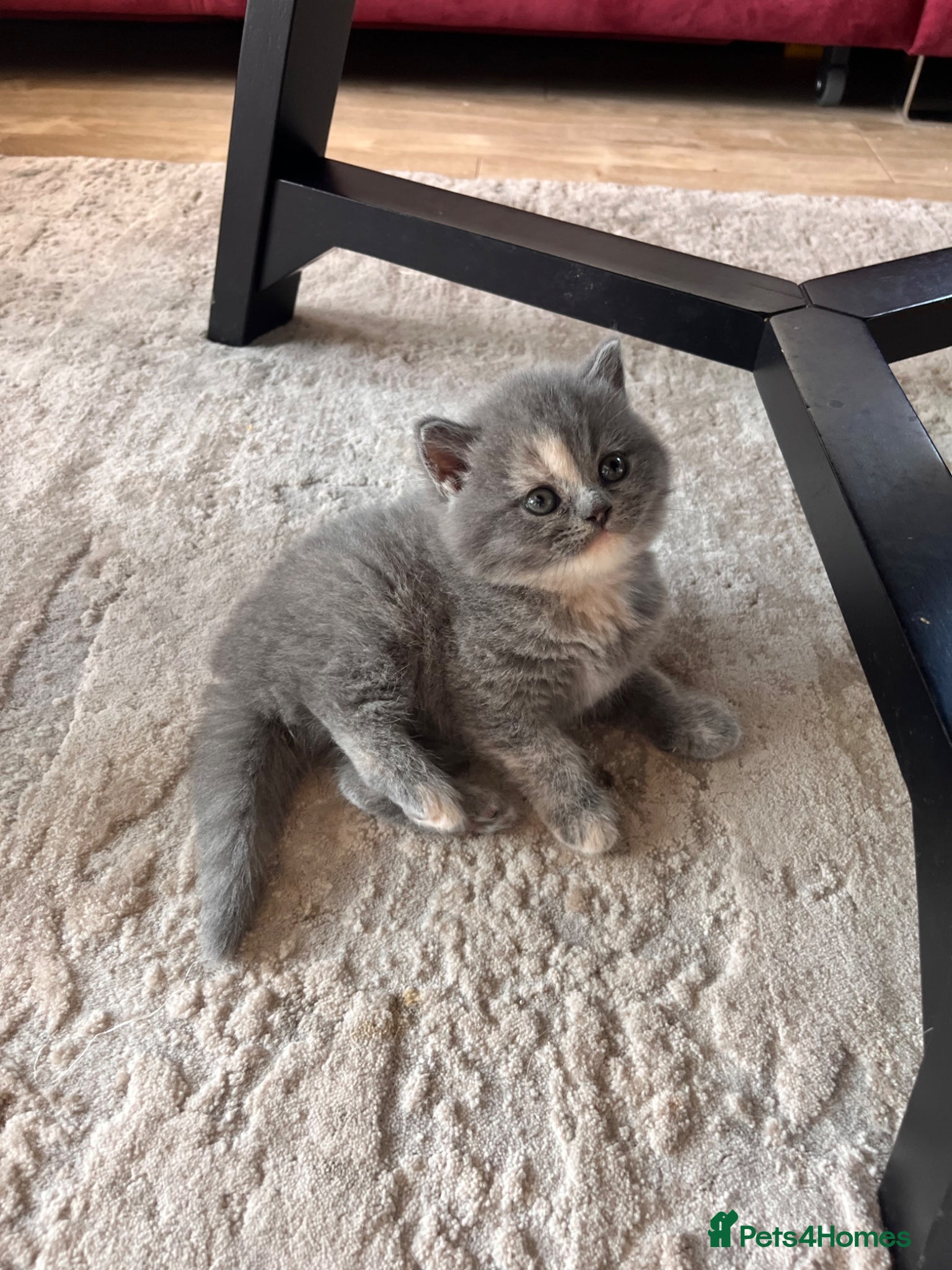 British Shorthair cats Stunning British Shorthair Kittens 😻✨ - Advert 2