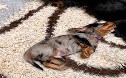 Miniature Dachshund dogs for sale: Beautiful litter of long haired mini dachshunds  - Image 13