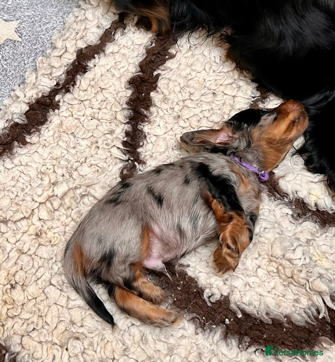 Miniature Dachshund dogs for sale: Beautiful litter of long haired mini dachshunds  - Image 13