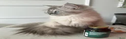 Ragdoll cats for sale: Blue Lynx Point long-haired Rogdoll - Advert 2