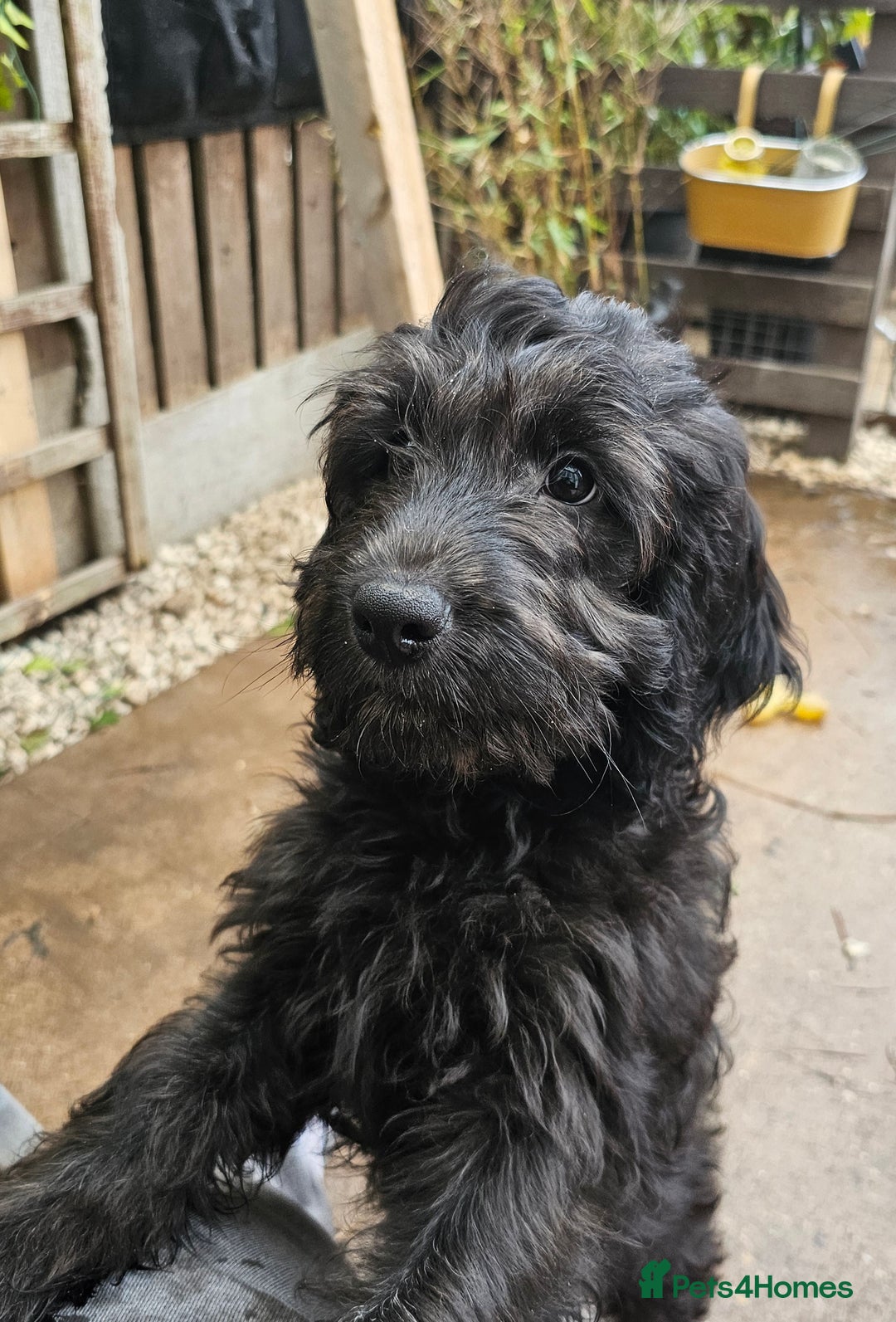 Cockapoo dogs for sale: Last Black Male Cockapoo Pup Remaining - Advert 3