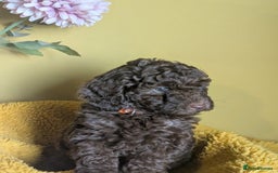 Cockapoo dogs for sale: Gorgeous Cockapoo puppies - Image 7