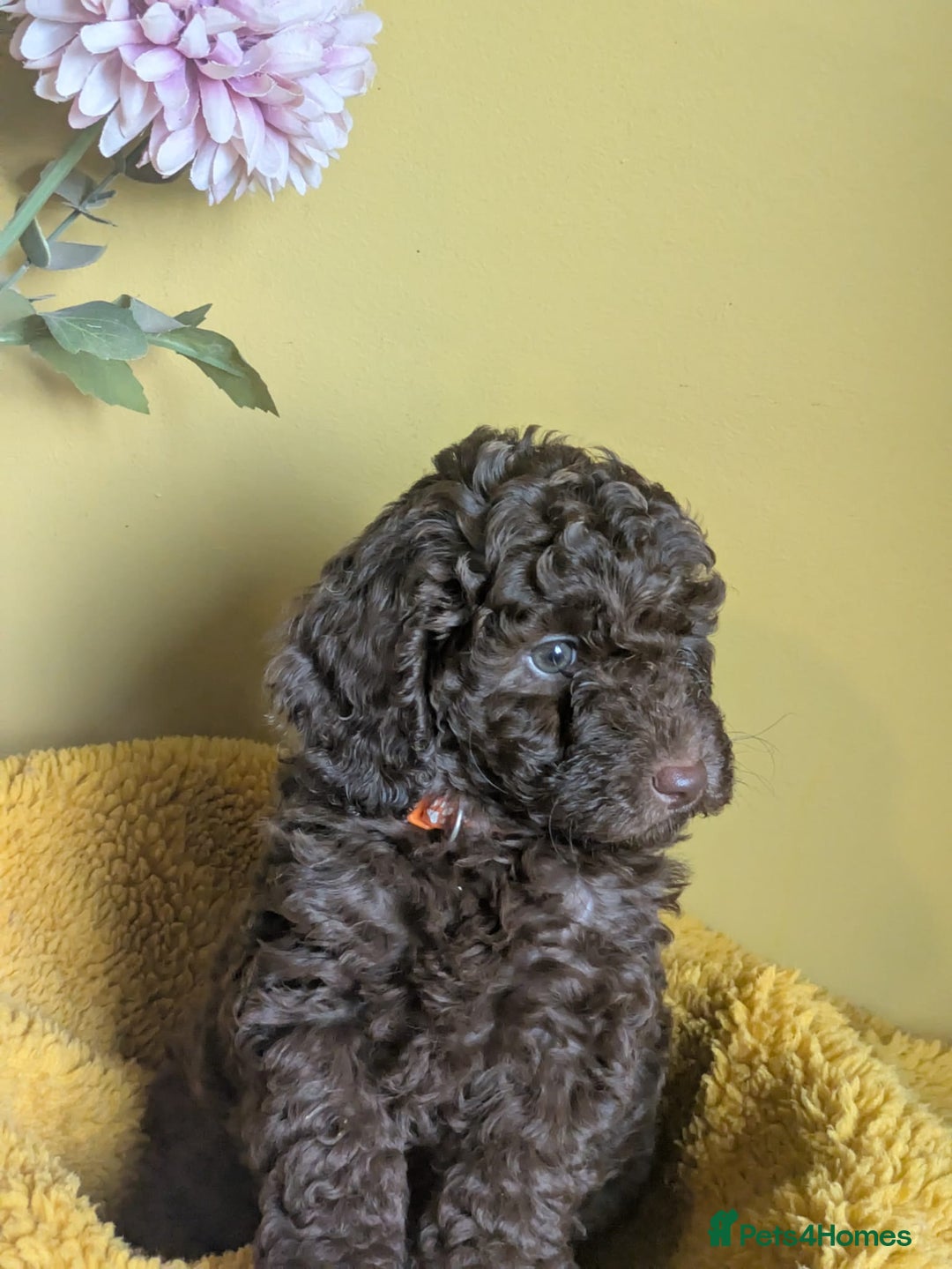 Cockapoo dogs for sale: Gorgeous Cockapoo puppies - Image 7