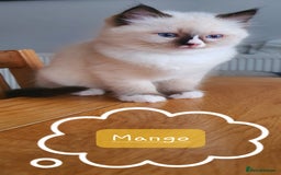 Ragdoll cats for sale: ✨🐾Ragdoll Kittens Ready for Their Loving Homes🐾✨ - Advert 9