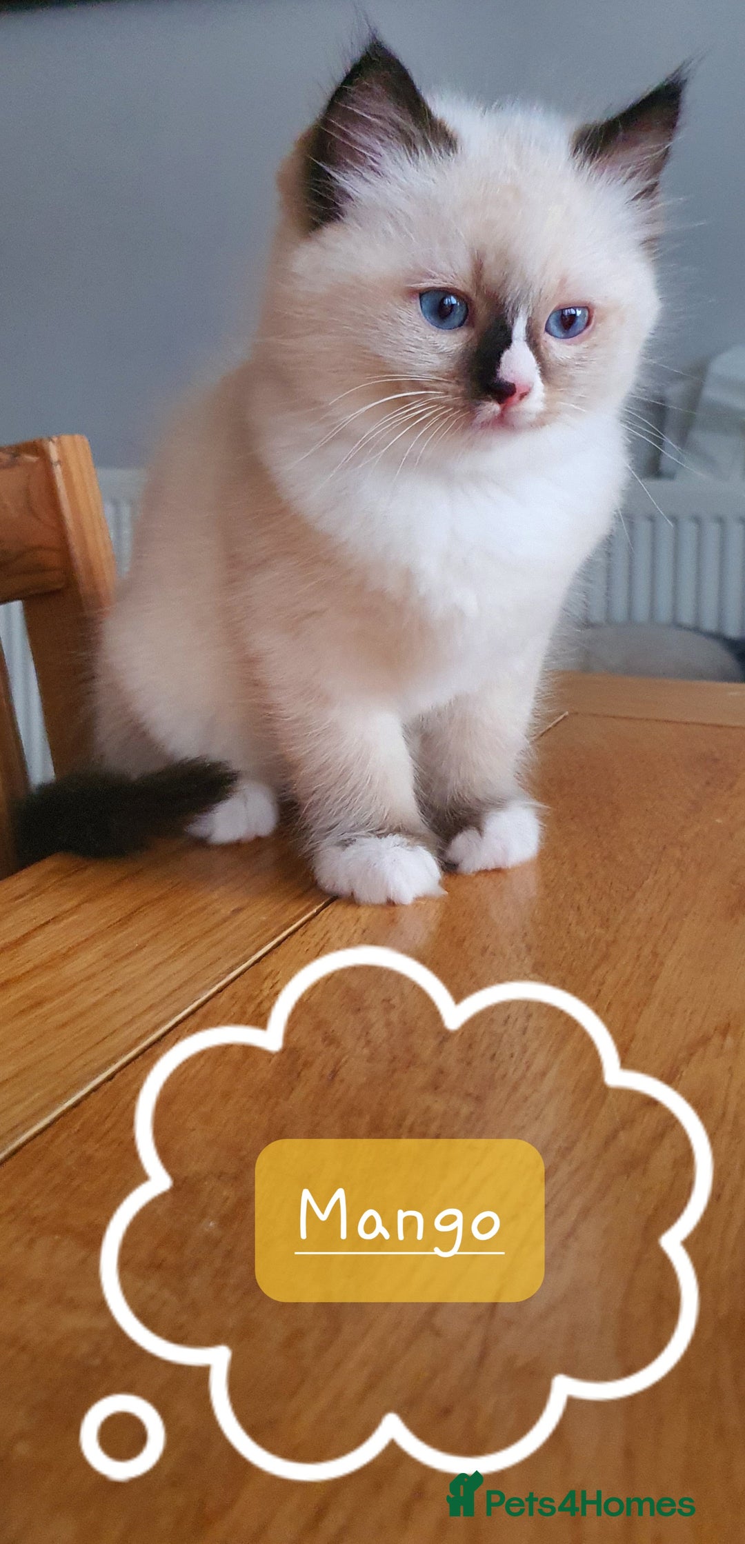 Ragdoll cats for sale: ✨🐾Ragdoll Kittens Ready for Their Loving Homes🐾✨ - Advert 9